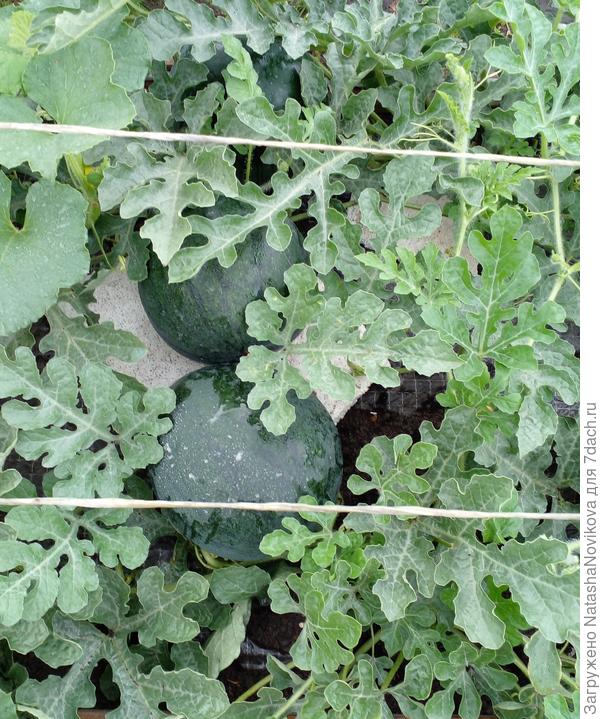 арбузы вроде пока ничего не подхватили, но всё равно опрыскивала