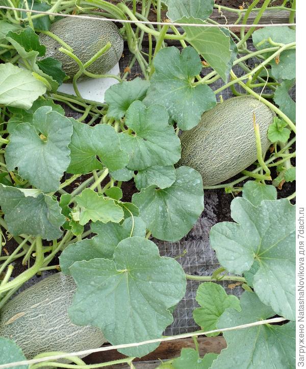 &quot;саммит&quot; ребристый - попробую, расскажу, ещё у одной дыньки этого гибрида намечается трещина, понаблюдаю