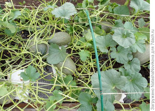 нашла очаг распространения грибка - это дыни &quot;саммит&quot;