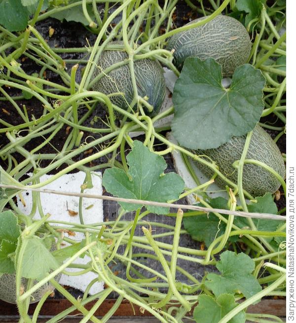 вырезала все больные листья по максимуму