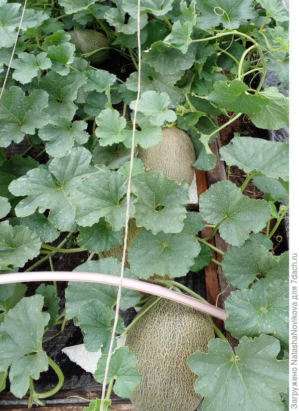 ни на одном черешке грибковых пятен нет т.т.т.