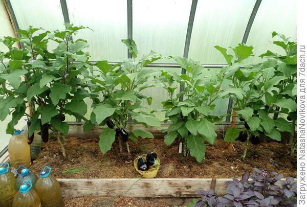 баклажаны то же в полумраке