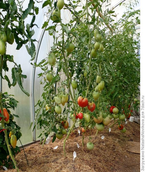 темнота не друг томатам