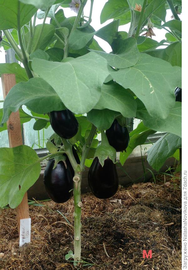 пока по количеству плодов микоризный лидирует