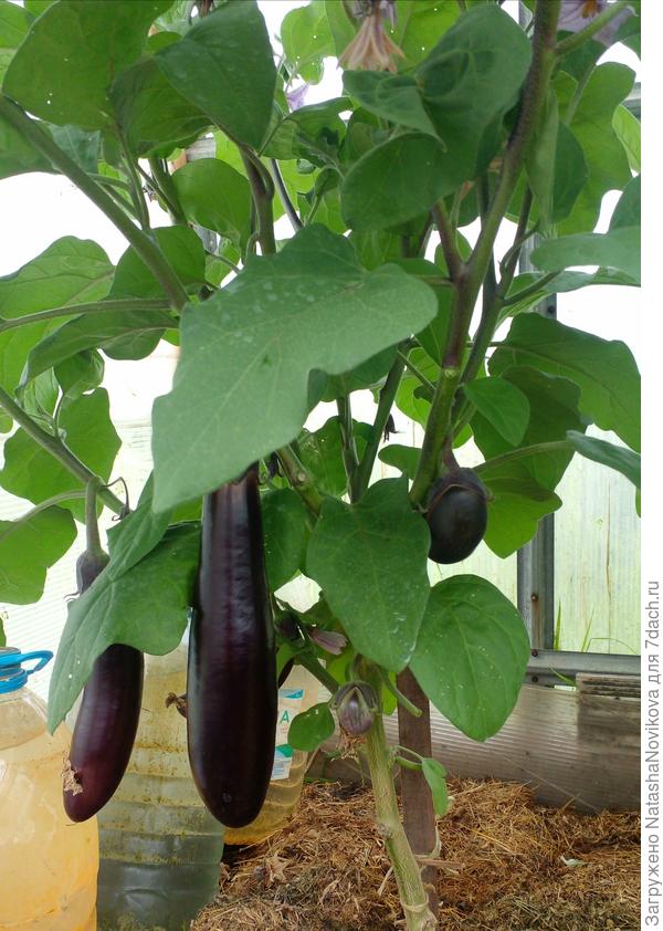 пытаются плодоносить