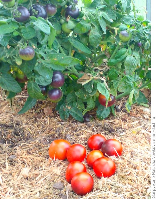 черничка всё трудится