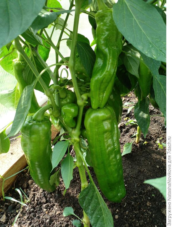 перцы однако нужно часть зелеными снять, густо пошли