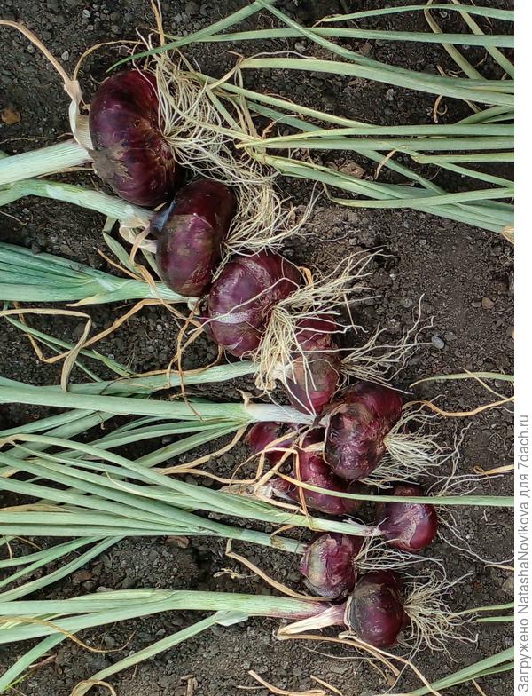 к концу дня обрежу, в теплице он сухой