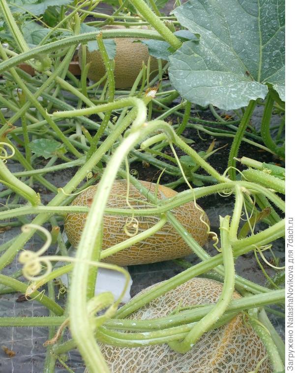 дыни "саммит" начинают желтеть, хоть бы погодка не подвела