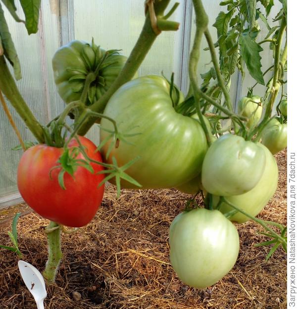 оставлять на кустах не люблю - трескаются