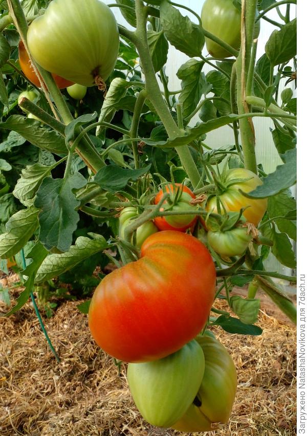 погодка наладится и всё поспеет