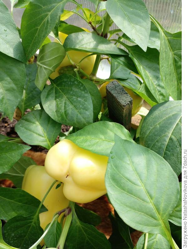 белла дона готов - он в технической спелости заявлен жёлтым