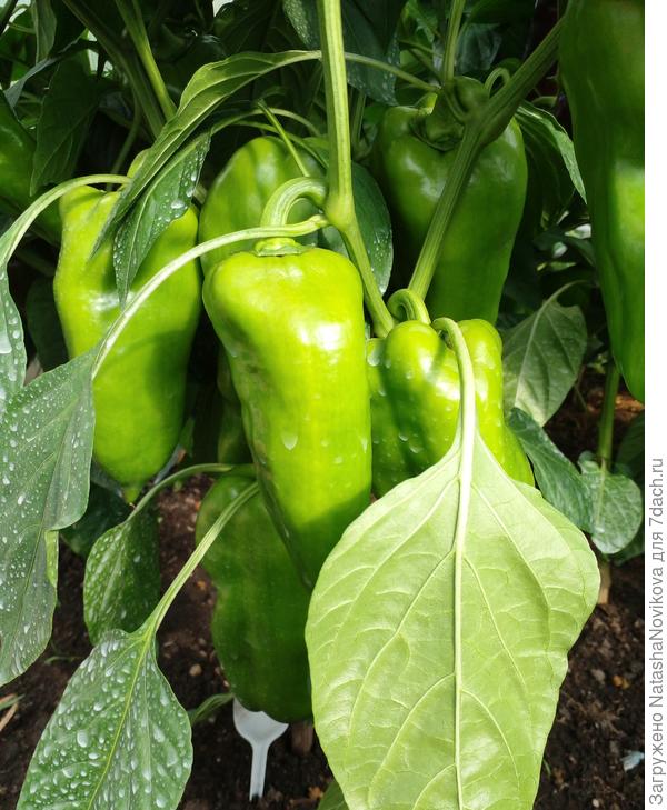 больше не буду густо высаживать