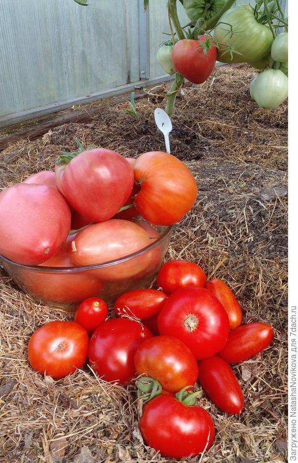 утречком сняла