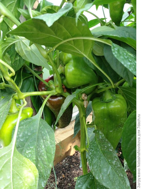 кусты нужно облегчить, дома дозреют