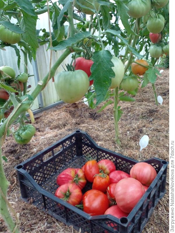 очень медленно спеют томаты