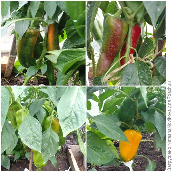 перчики начинают окрашиваться