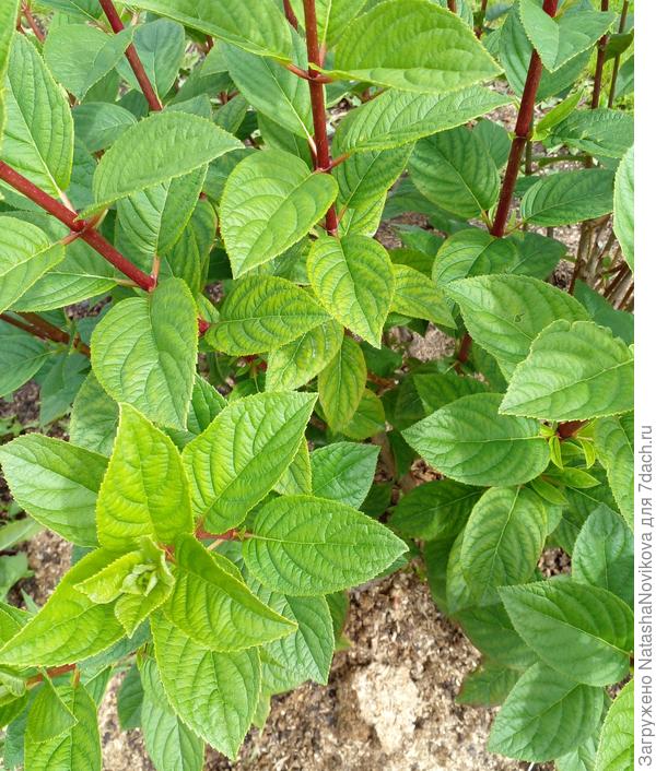 на всех гортензиях хлороз