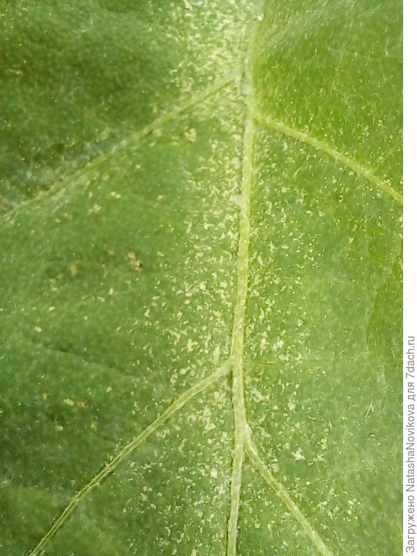 что на листьях баклажан в теплице?