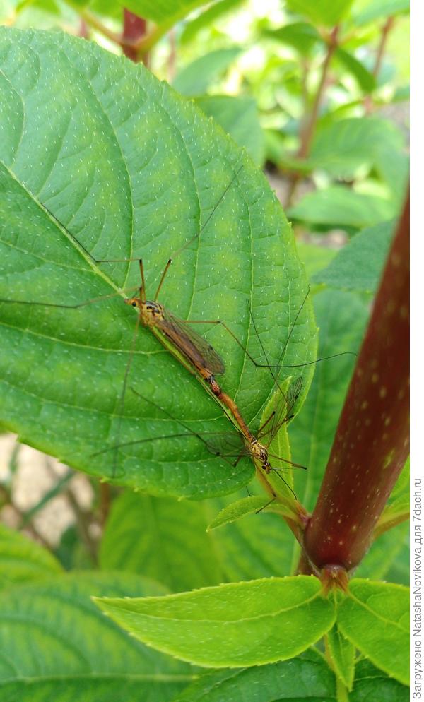 ещё какие то твари плодятся