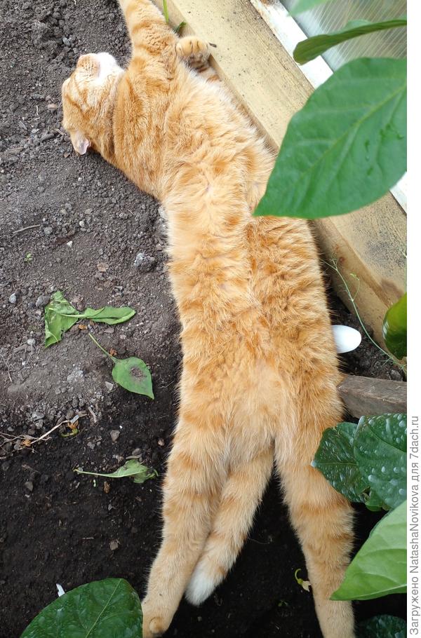 Маркиз греется в теплице))