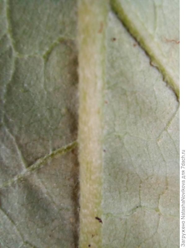 нижняя сторона листа