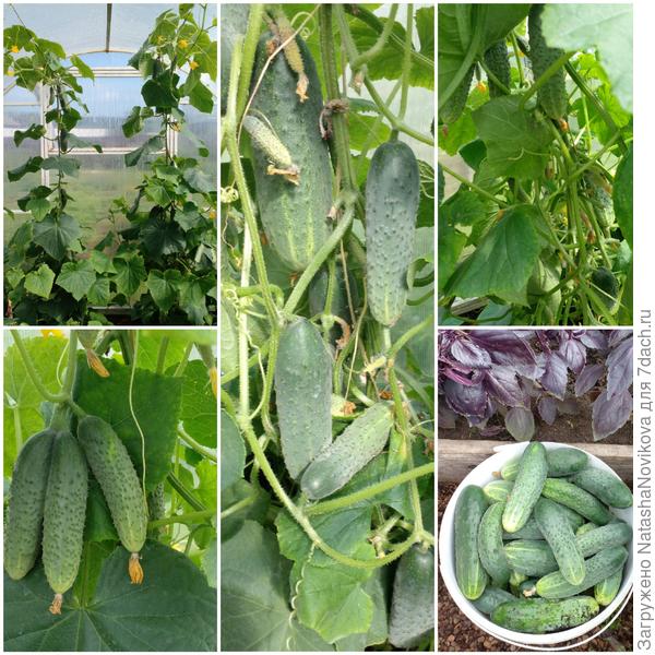 огурцы надоели уже, раздаю налево - направо