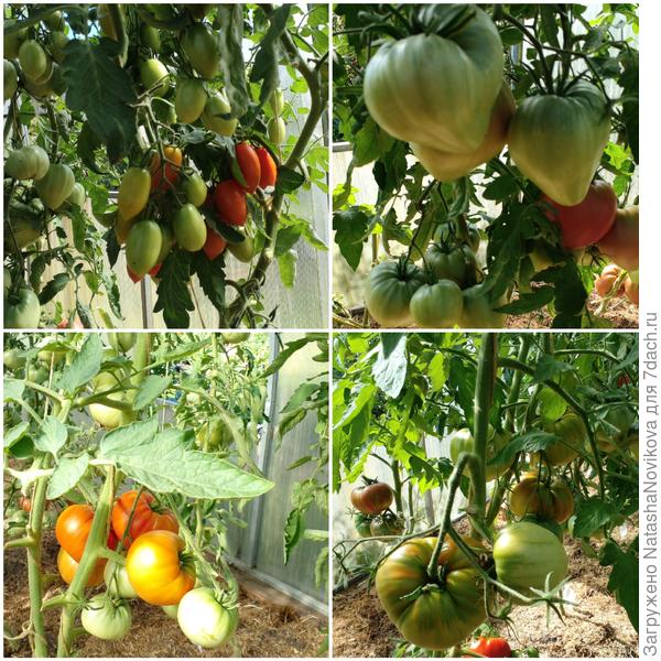 томаты спеют не дружно, ночи осенние