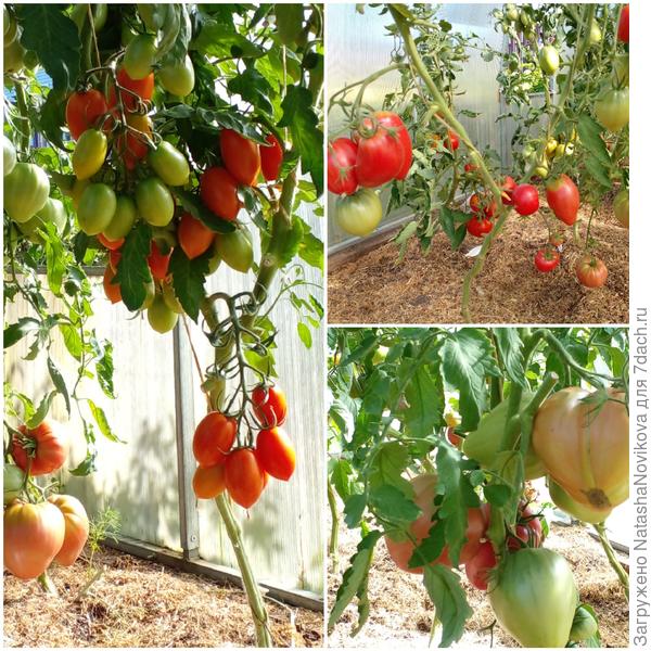 но и за один летний июнь спасибо природе