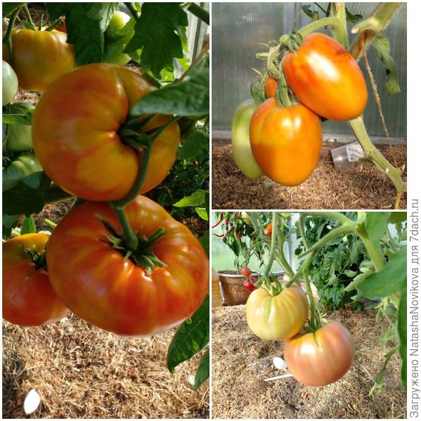 но ночи холодные t+7/8°