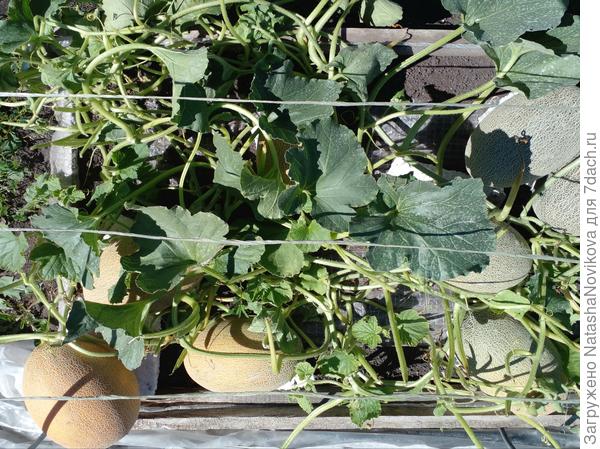 дыни болеют грибком