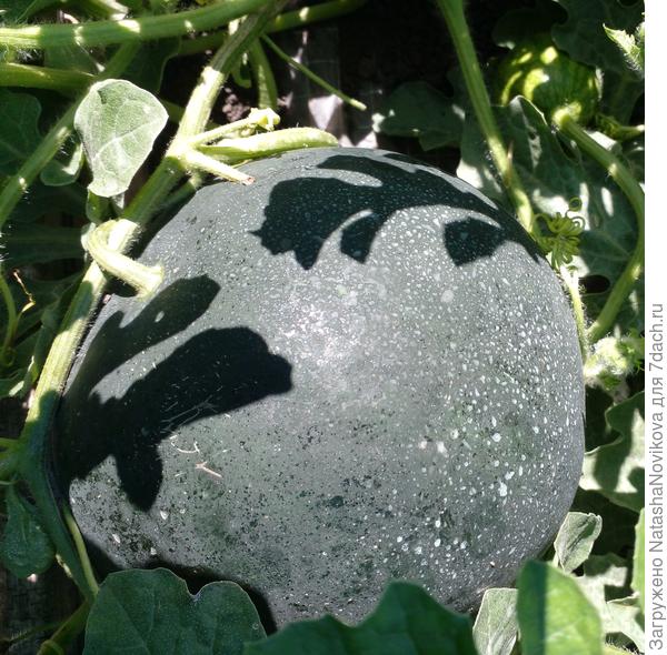 но им ещё рано