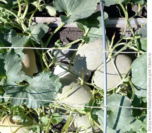 обидно почти до слёз