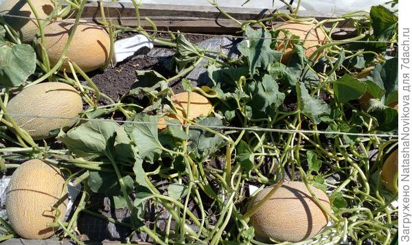 гибрид "саммит" заболел первым, уже и листьев почти нет, но может ещё успеет