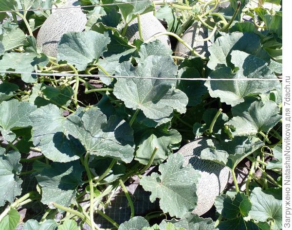 эх тепла им ночного