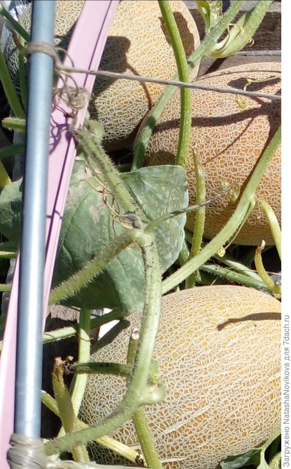 больные листья на дынях