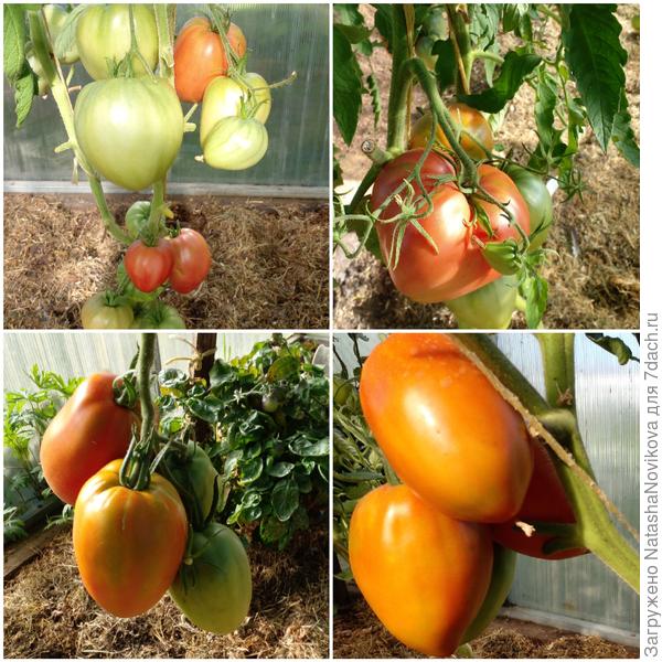 крупненькие начали спеть