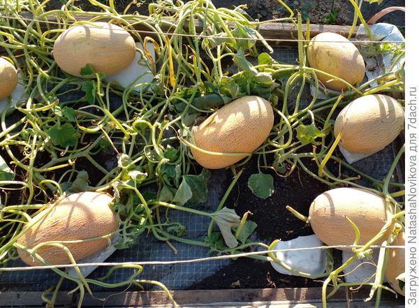 дыни гибрида "саммит" в сети находила инфу, что спеют они в диапазоне 50/55 дней от образования завязей, мои завязались 18 июня, вроде время ещё оставалось.