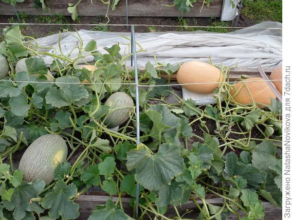 эт пока оставила на грядке, завтра проверю, зеленые нет смысла снимать, не дозарятся