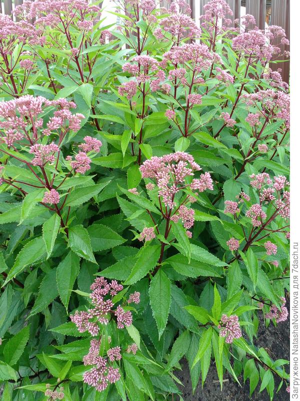 у меня не хватает времен и сил любоваться рукотворными красками