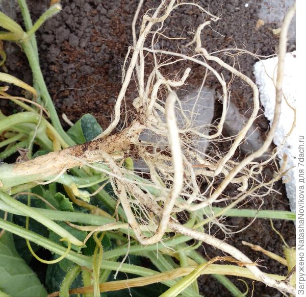 никакого фузариоза, нет корни белые