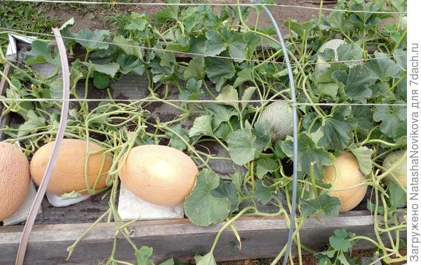 опрыскала опять фитоспорином реаниматор, но по моему это только для очистки совести