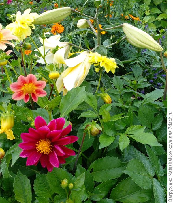 яркими красками