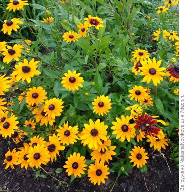 позитивом цвета растений