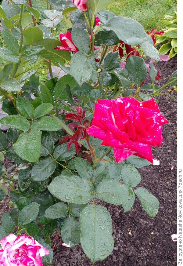 потом начался дождь