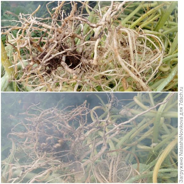 сжигаю всю больную ботву