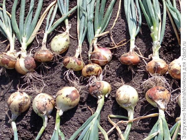 мелкого почти нет