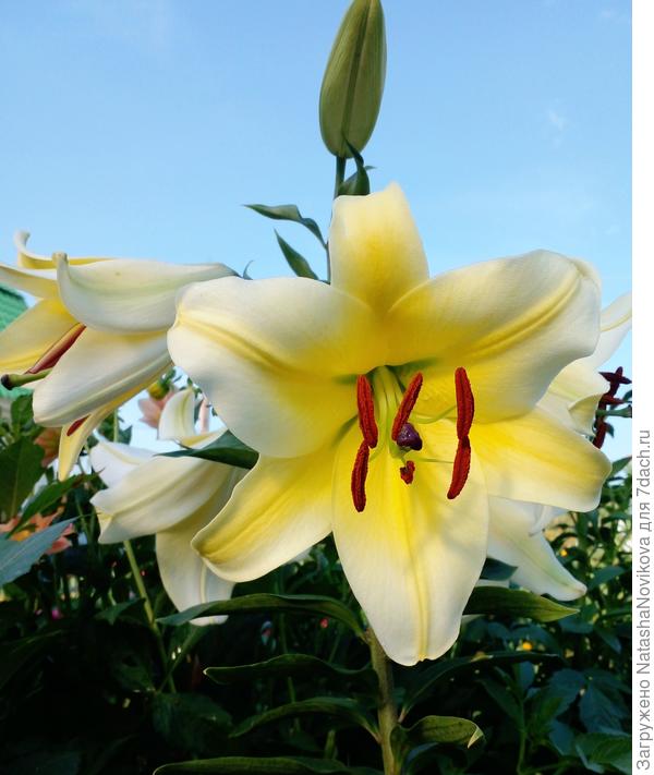 самая поздняя лилия красавица расцвела