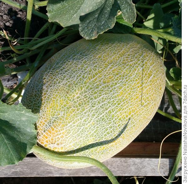 день/два полежит и сниму