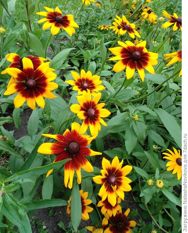 через рассаду, на пачке было написано "многолетняя"